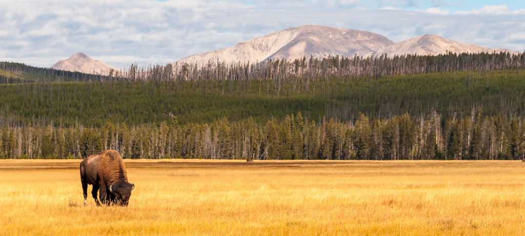 Bison grazing in Yellowstone National Park