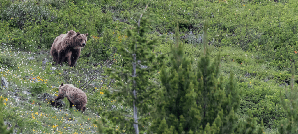 Grizzly bar and cub sen from afar on a sloping hill.