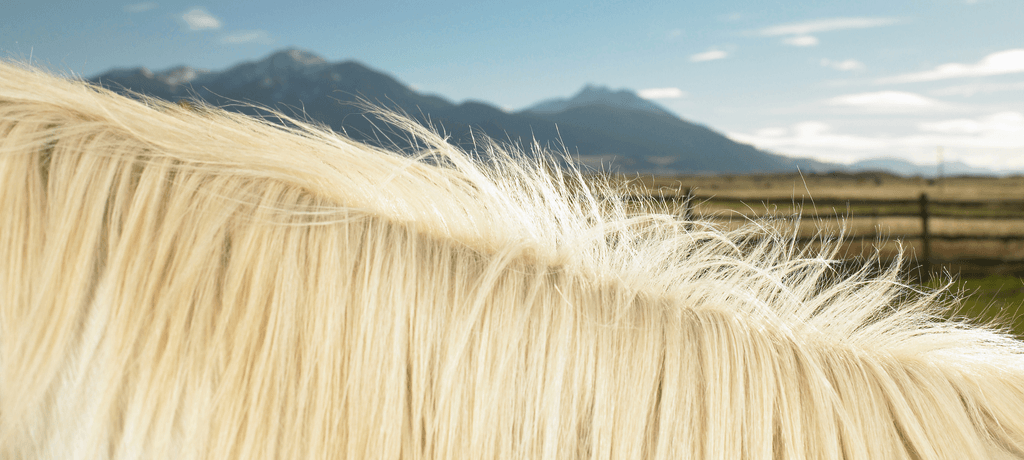 Horse Mane with Mountain in Background