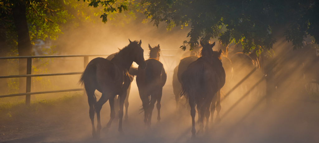 Group of horses near a fence at sunset