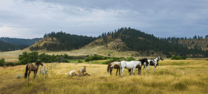 Horses by Montana Mountains