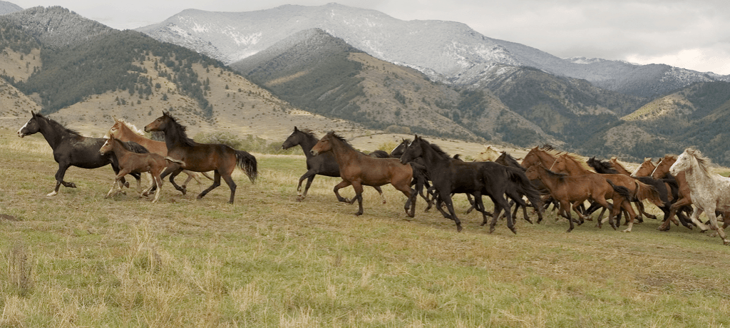 A herd of horses running on the mountainside