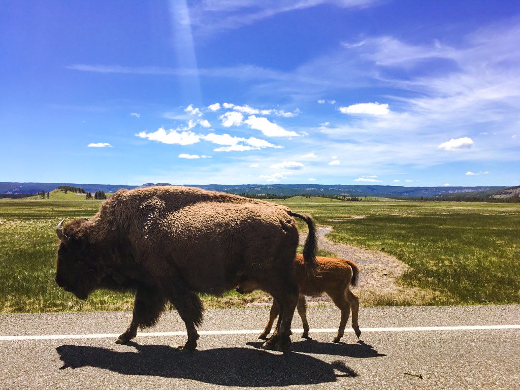 Mama and Baby Bison in Yellowstone National Park walking along the road.