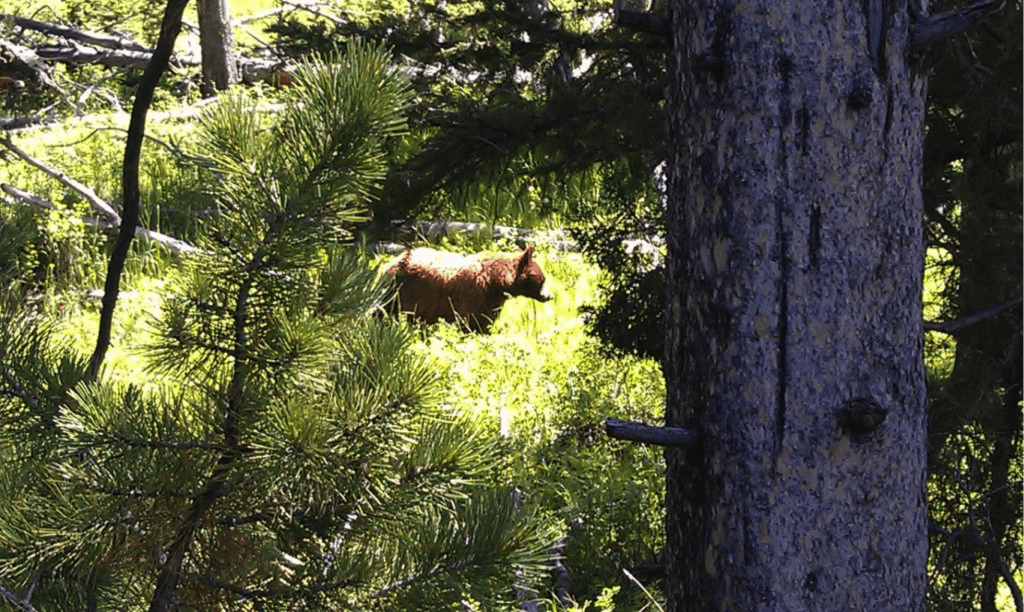 A young grizzly bear soaking in the sunshine near the road in Yellowstone National Park.