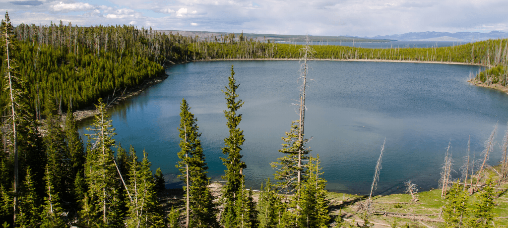 Serene Yellowstone Lake surrounded by pine trees in Yellowstone National Park