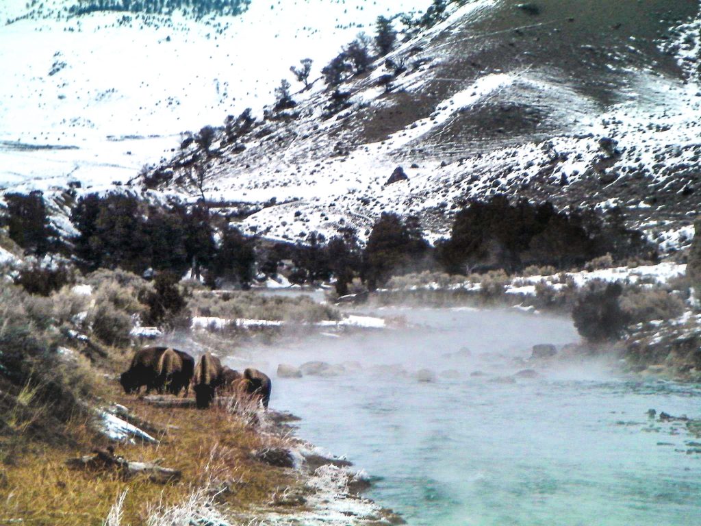 Bison grazing by the Boiling River in Montana, a hot spring fed part of Gardner River.
