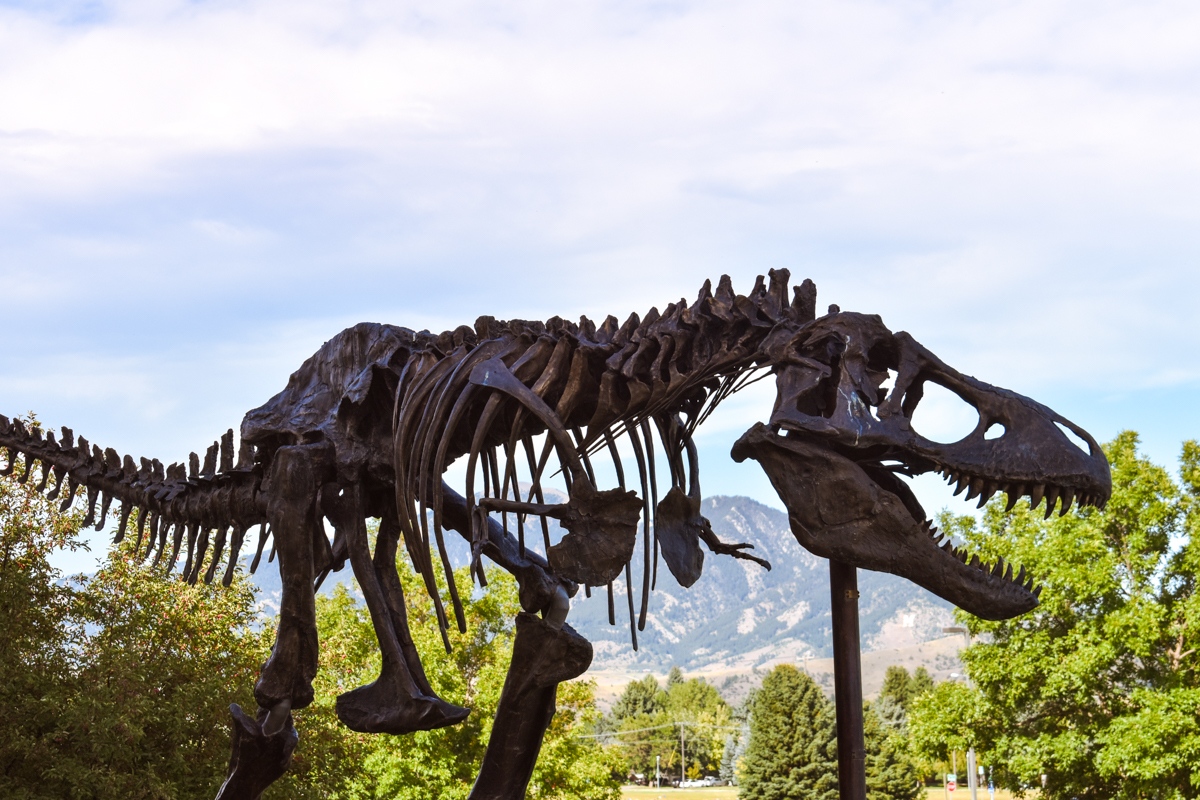 Museum Of The Rockies: A Montana Dinosaur Museum You Can't Miss