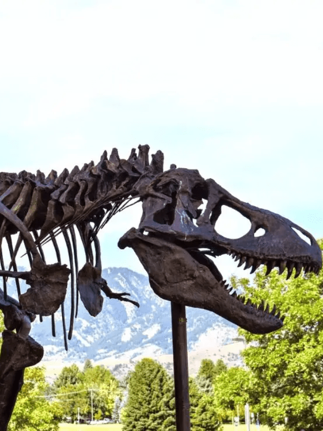 Insider’s Guide to Montana Dinosaur Trail Museums Story